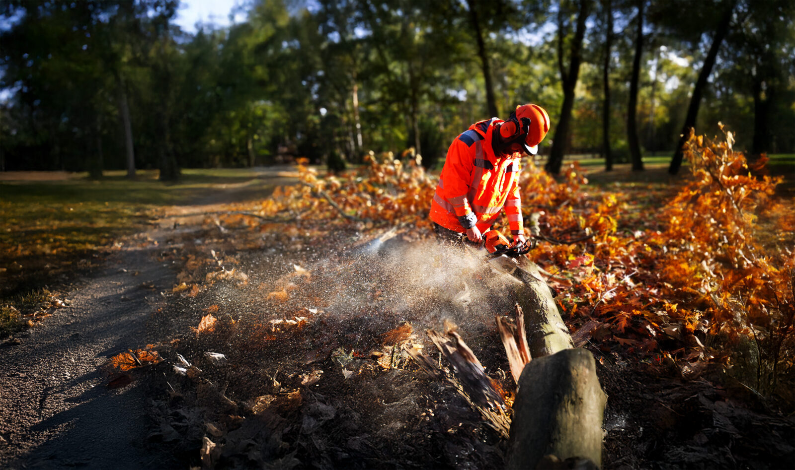 Professionelle Baum- und Landschaftspflege